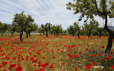 Beneficios de la agricultura regenerativa en cultivo de almendro