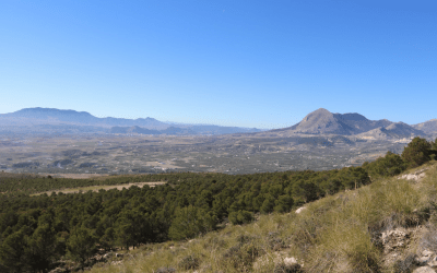 Bosques y Biodiversidad