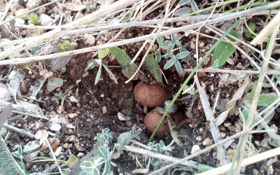 AlVelAl takes another step in its ecological corridor