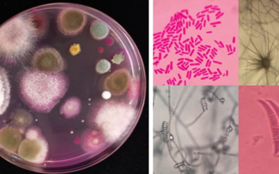 La fertilidad del suelo y los microorganismos