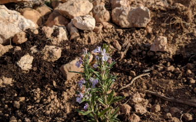 ‘AlVelAl 8000: Esculturas con vida’, beneficios ambientales para nuestro territorio