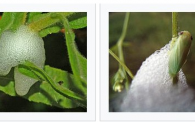 El conocimiento la mejor arma contra Xylella Fastidiosa