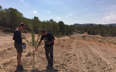 El valor de la experiencia: plantación de almendros en Caravaca