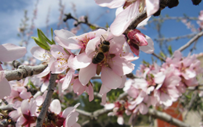 ¿Qué hacen las abejas por nosotros?