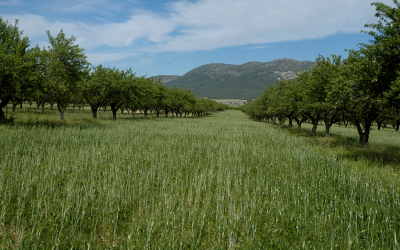 CUBIERTAS VEGETALES EN ALMENDROS Y OTROS CULTIVOS LEÑOSOS