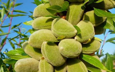 ‘Pepitas de Oro’, nuestras almendras ecológicas