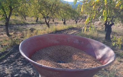 Más de 30 agricultores se benefician del fondo Semilla concedido por AlVelAl
