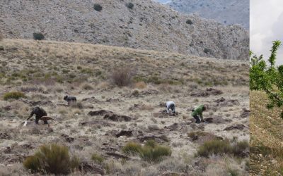 Nueva actuación de reforestación en El Cortijico