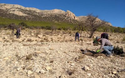 Más de 1.500 plantas nuevas para restaurar la zona de Los Chaveses