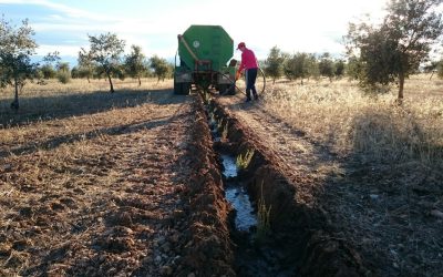 Aromáticas y olivar, equilibrio microclimático