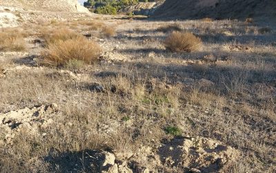 22.000 nuevos árboles en el territorio AlVelAl gracias a Ecosia