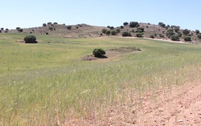 La Junquera, una finca reconvertida al cultivo ecológico