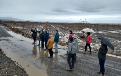 Estructura, nutrición y reducción de la erosión del suelo con abonos verdes