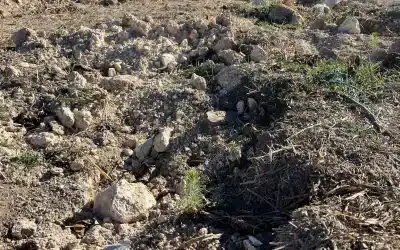 La Junquera se suma a la restauración de zonas naturales