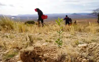 Una década restaurando ecosistemas en zonas naturales del Altiplano Estepario del Sureste de España