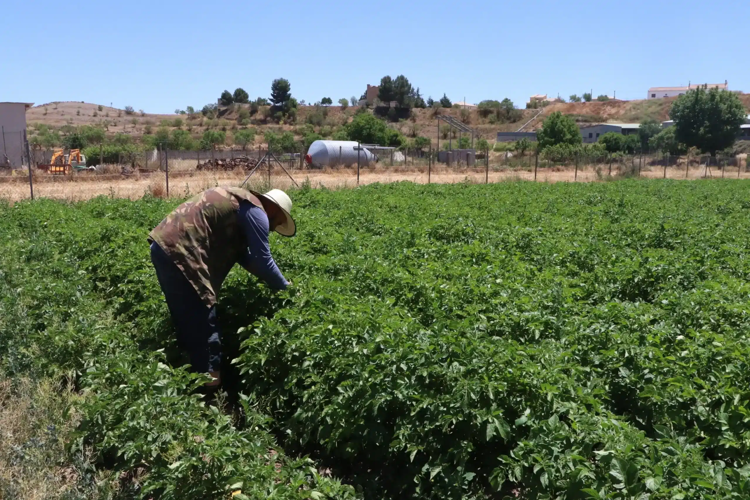 horticultor en vega tradicional