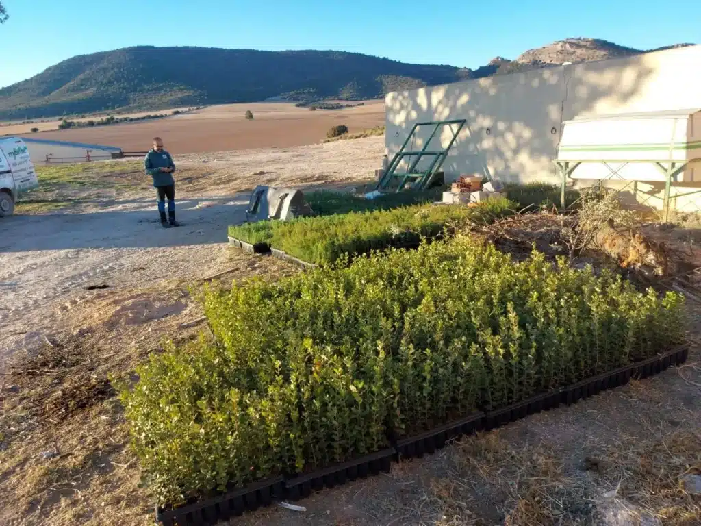 Plantas en vivero Alharabe